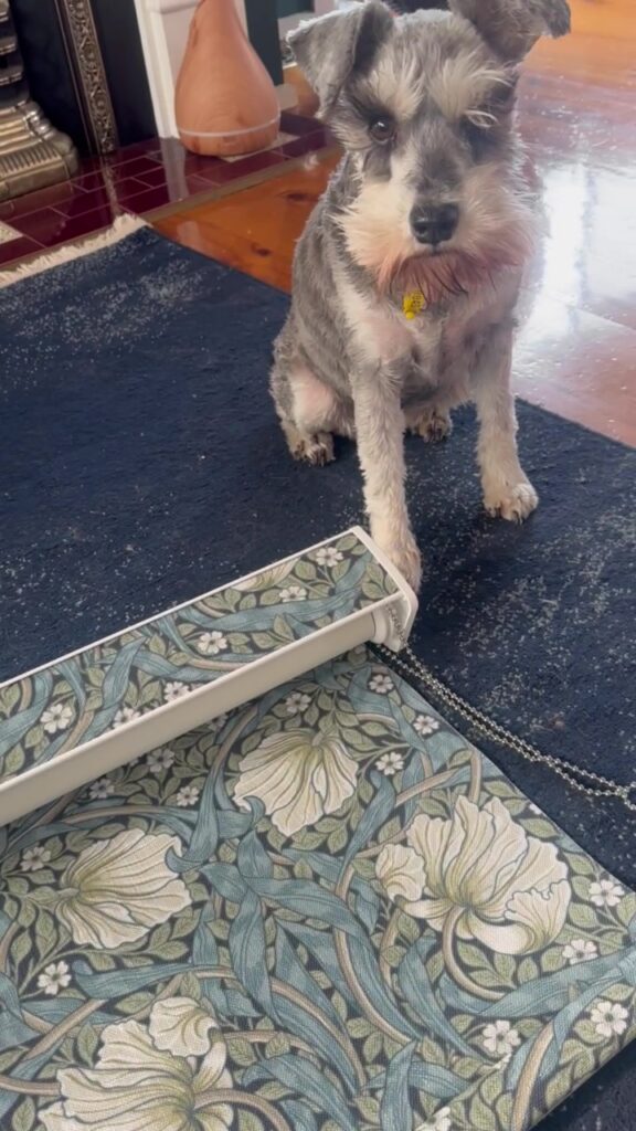 Luna with William Morris