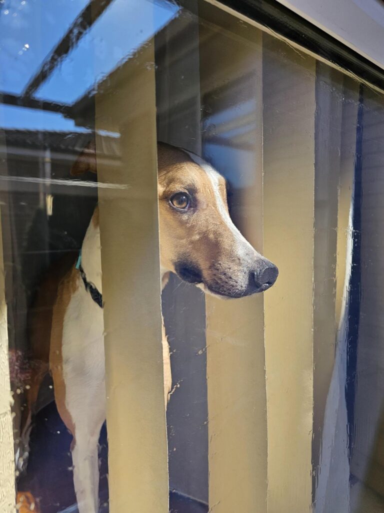 Milo & Radiance Buttercream Vertical Blind